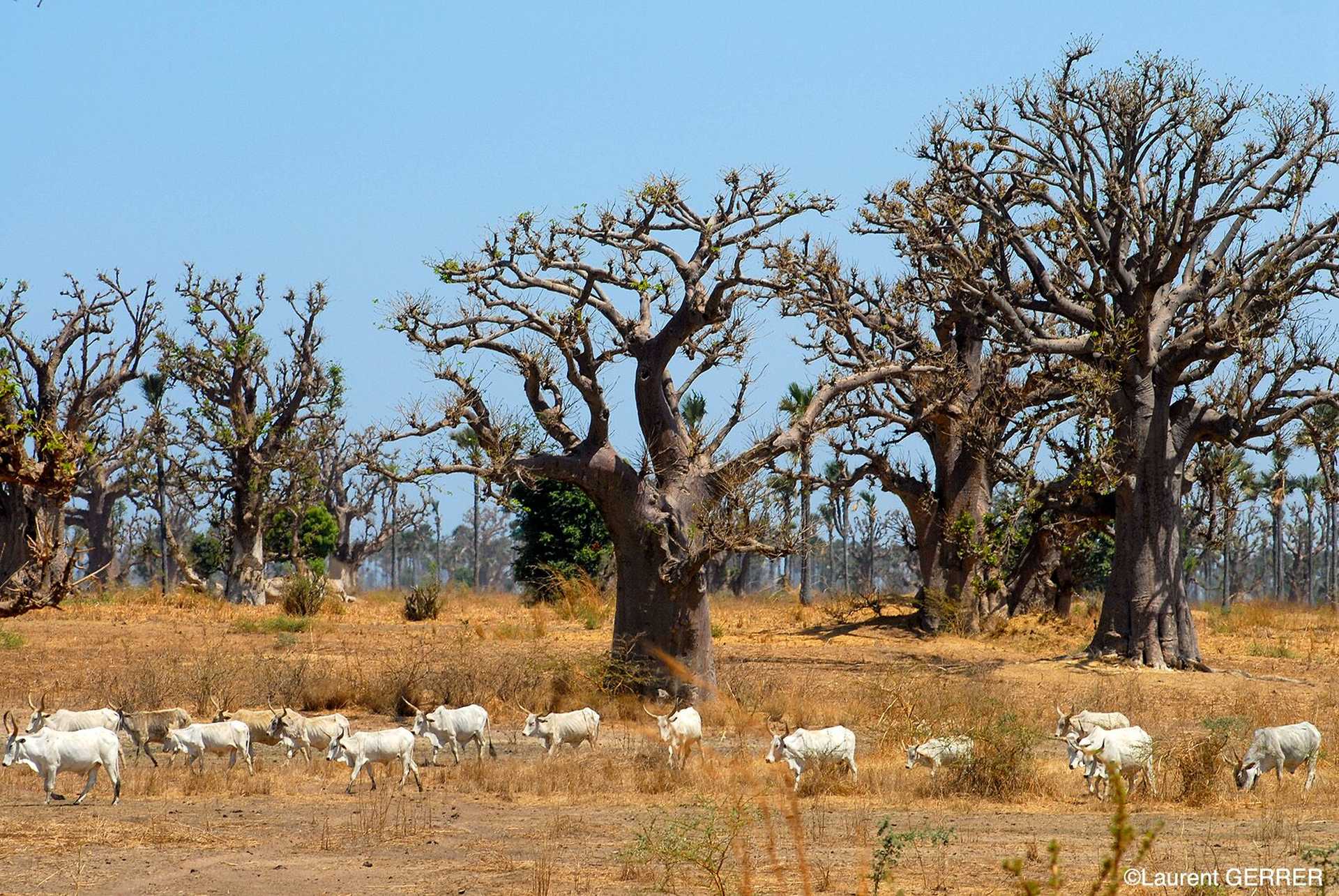 Baobabs et chèvres dans le brousse sénégalaise - © Gerrer Laurent Baobabs et chèvres dans le brousse sénégalaise