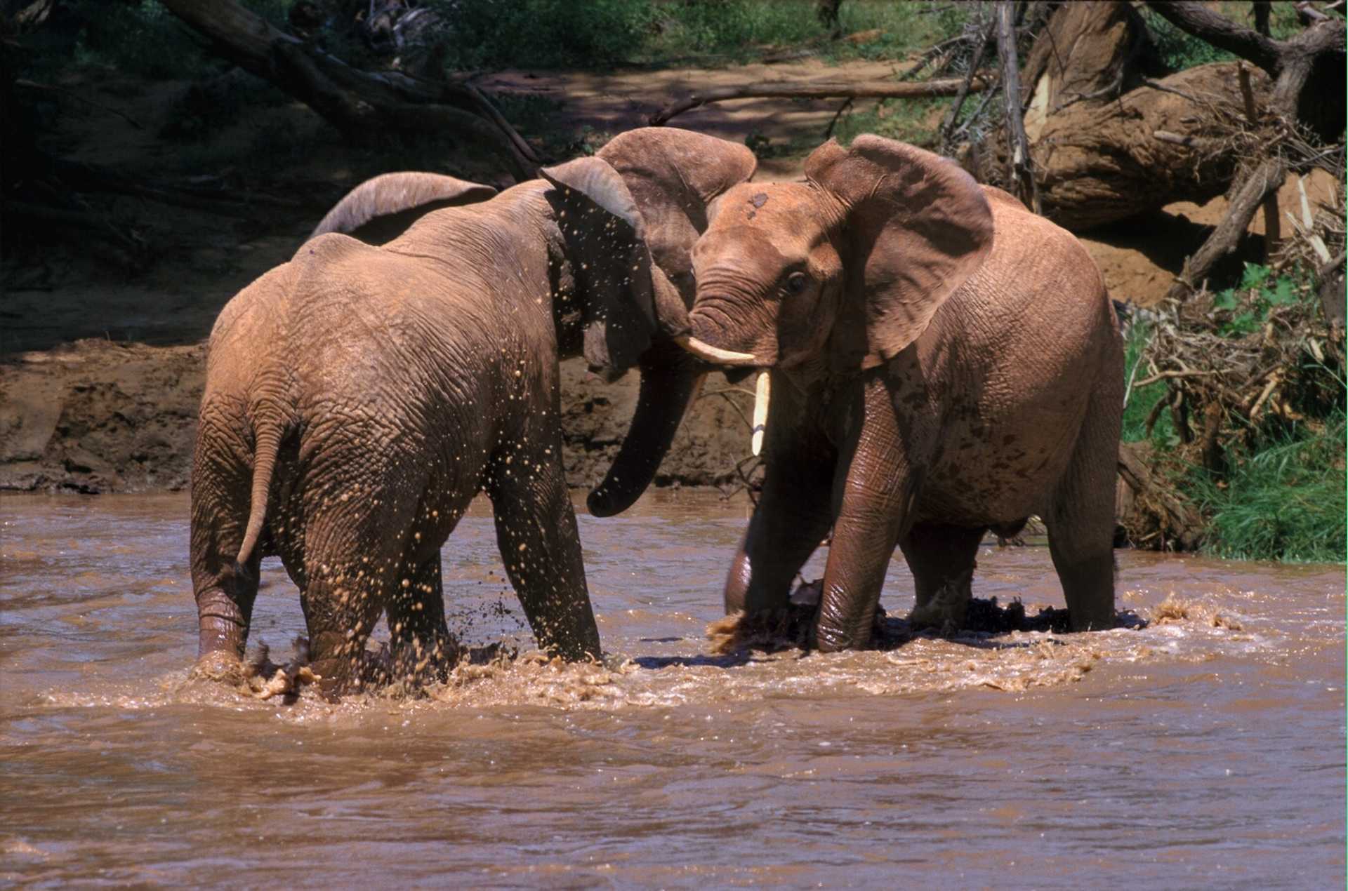 Bataille d'éléphants dans la rivière - © J.M. COULANDEAU Éléphants dans la rivière