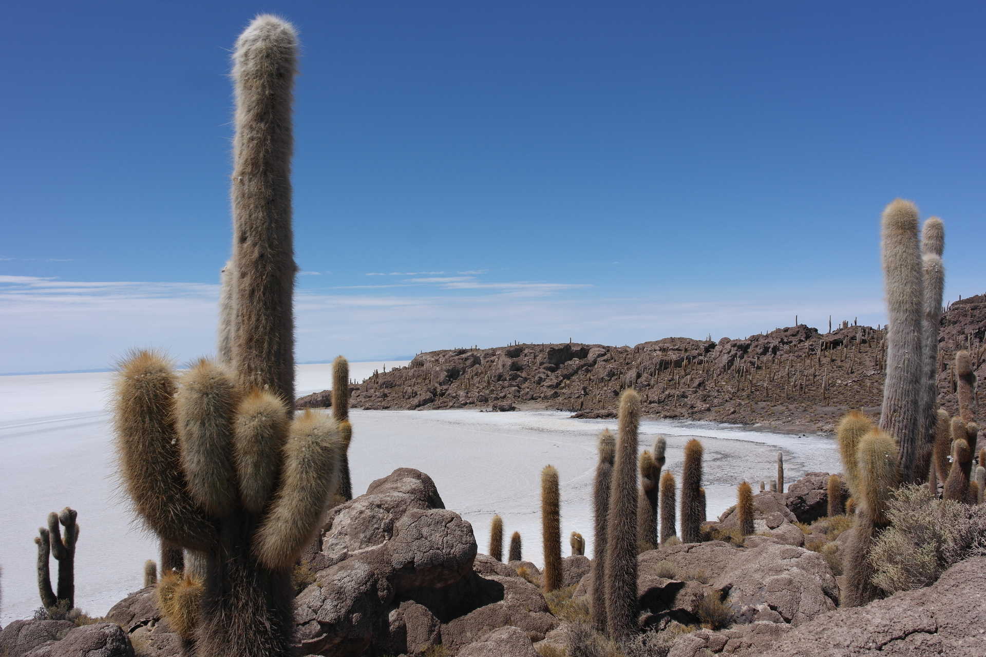 Cactus sur l'île d'Incahuasi dans le salar d'Uyuni © Tricard Alexandra Cactus sur l'île d'Incahuasi dans le salar d'Uyuni