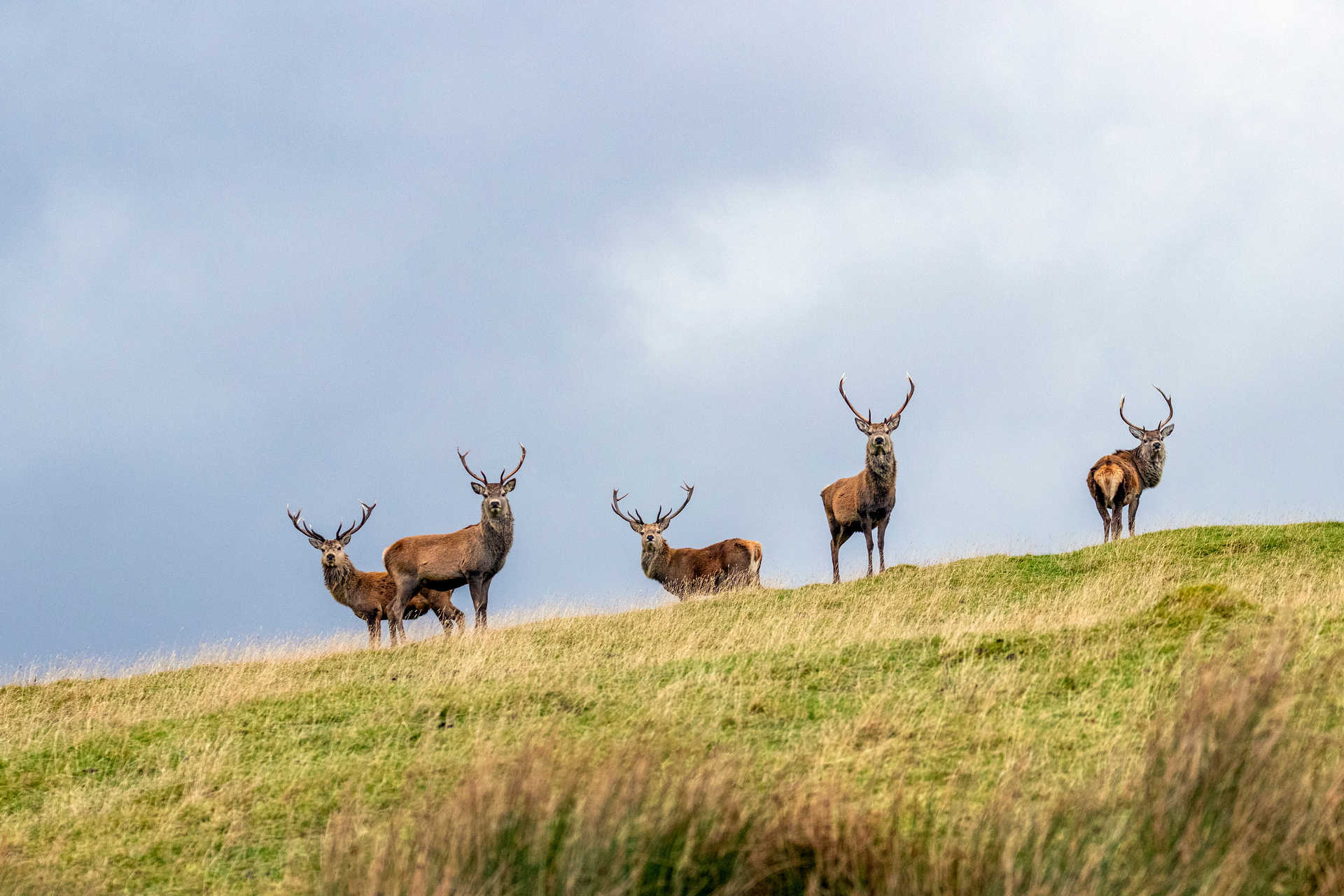 Cerfs rouges dans les Highlands en Ecosse