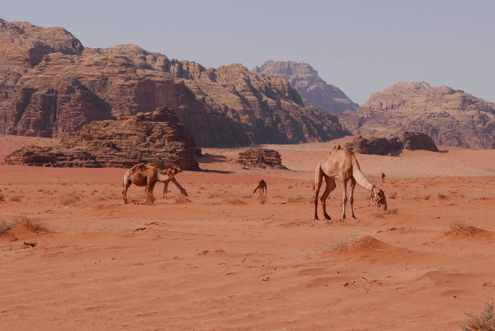 Découvrez nos séjours trek et randonnée en Jordanie à la découverte de Petra
