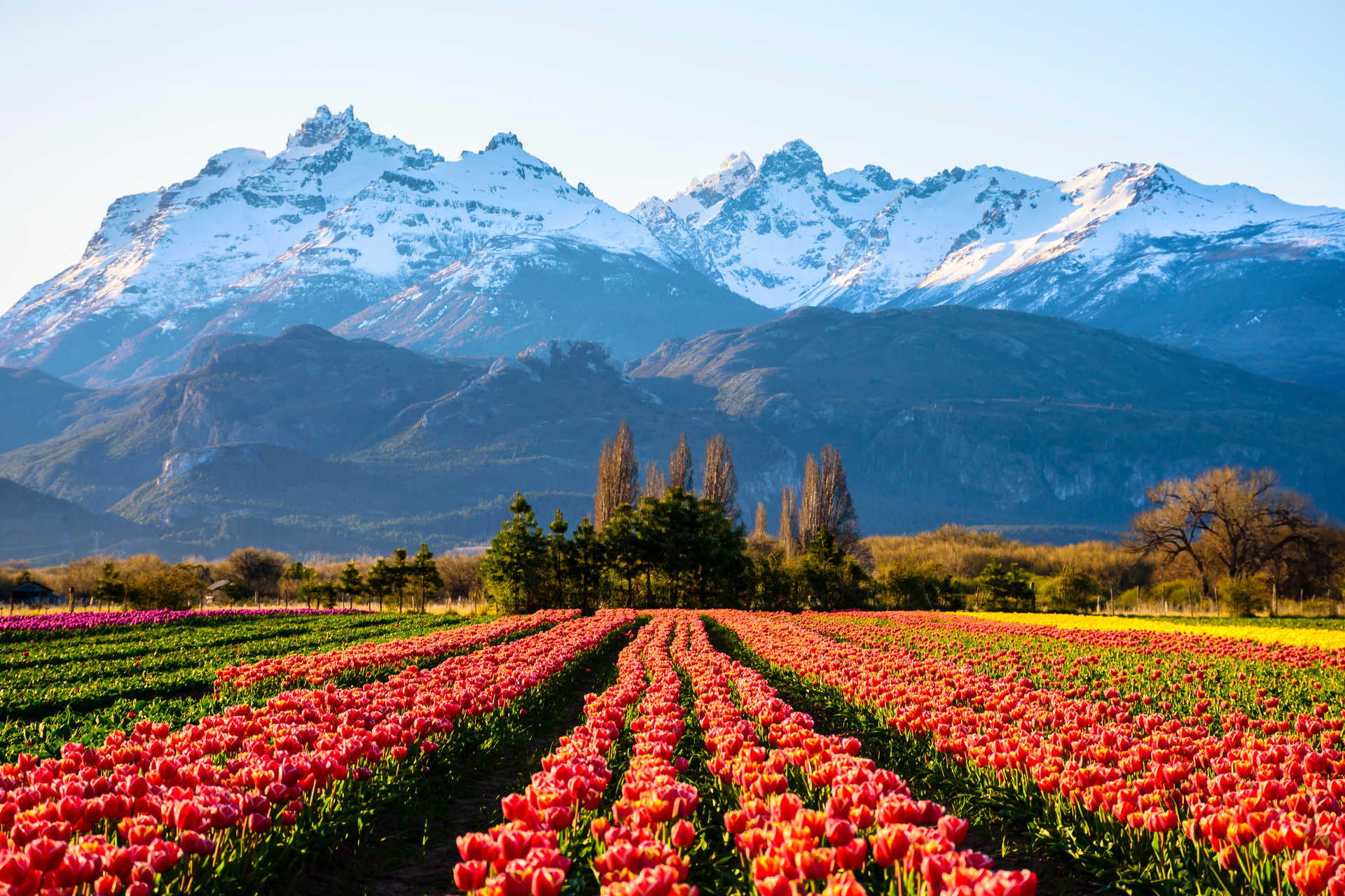 Champ de tulipes devant la montagne des Andes en Argentine