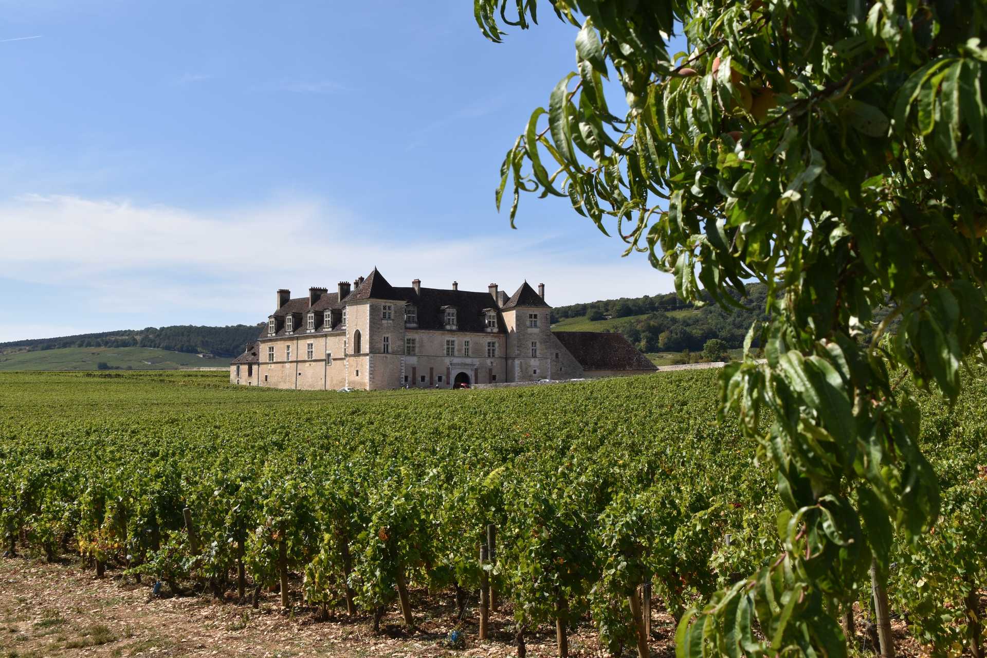 Château du clos de vougeot entre les vignes