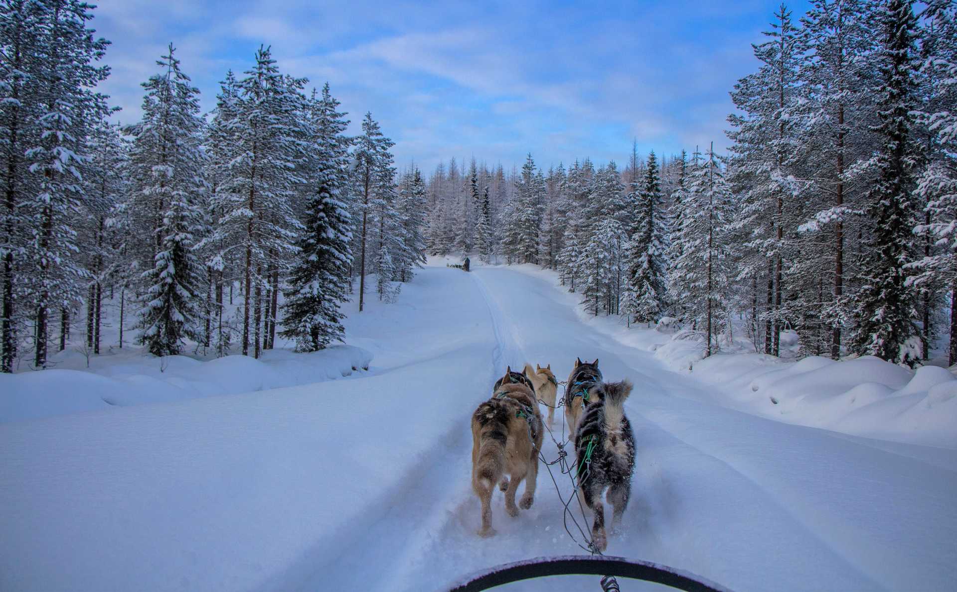 Voyage à la neige : Safari en traîneau à chiens dans le Parc de Hossa