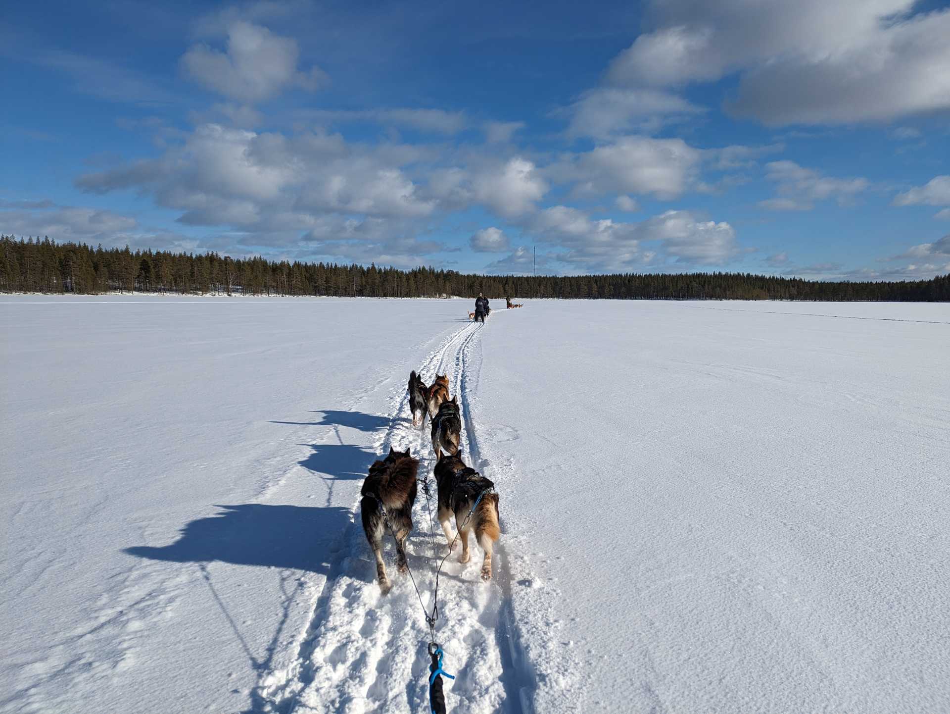 Chiens de traineau à Hossa