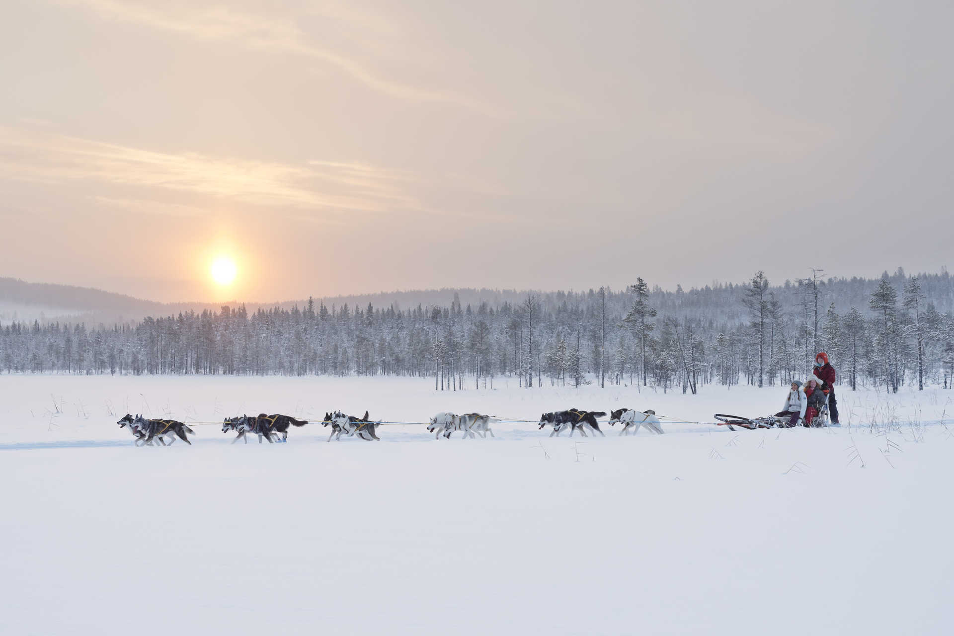 chiens de traineau Suède