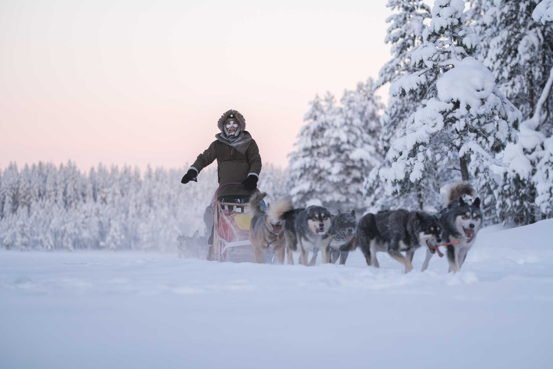 Chiens de traineau Titouan