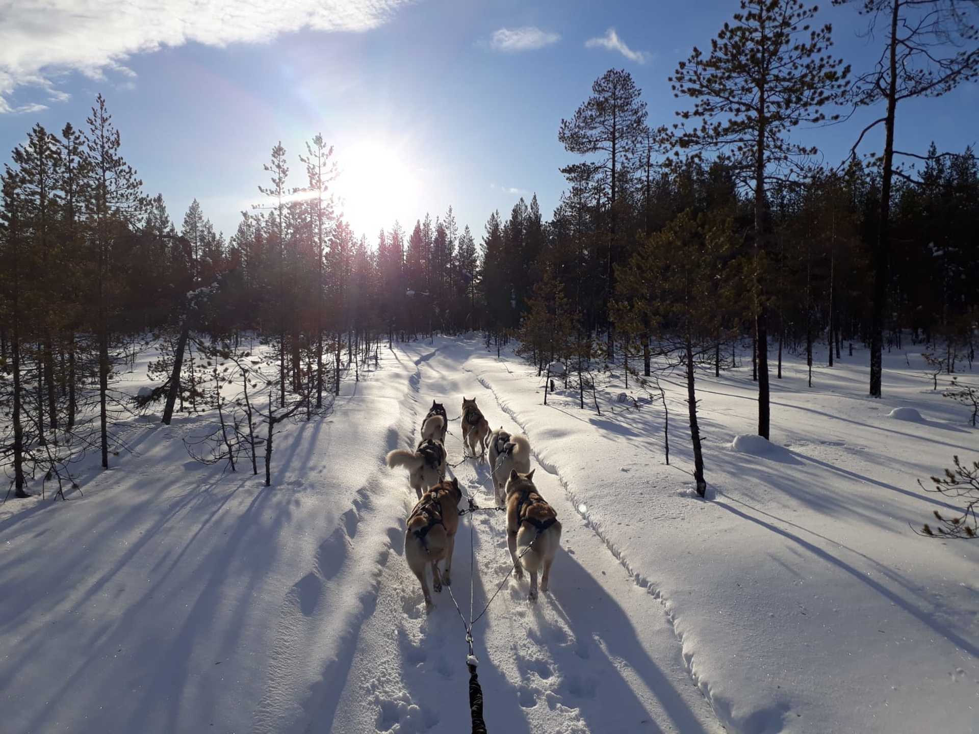 Voyage à pied : Finlande : Raid lapon en traineaux à chiens