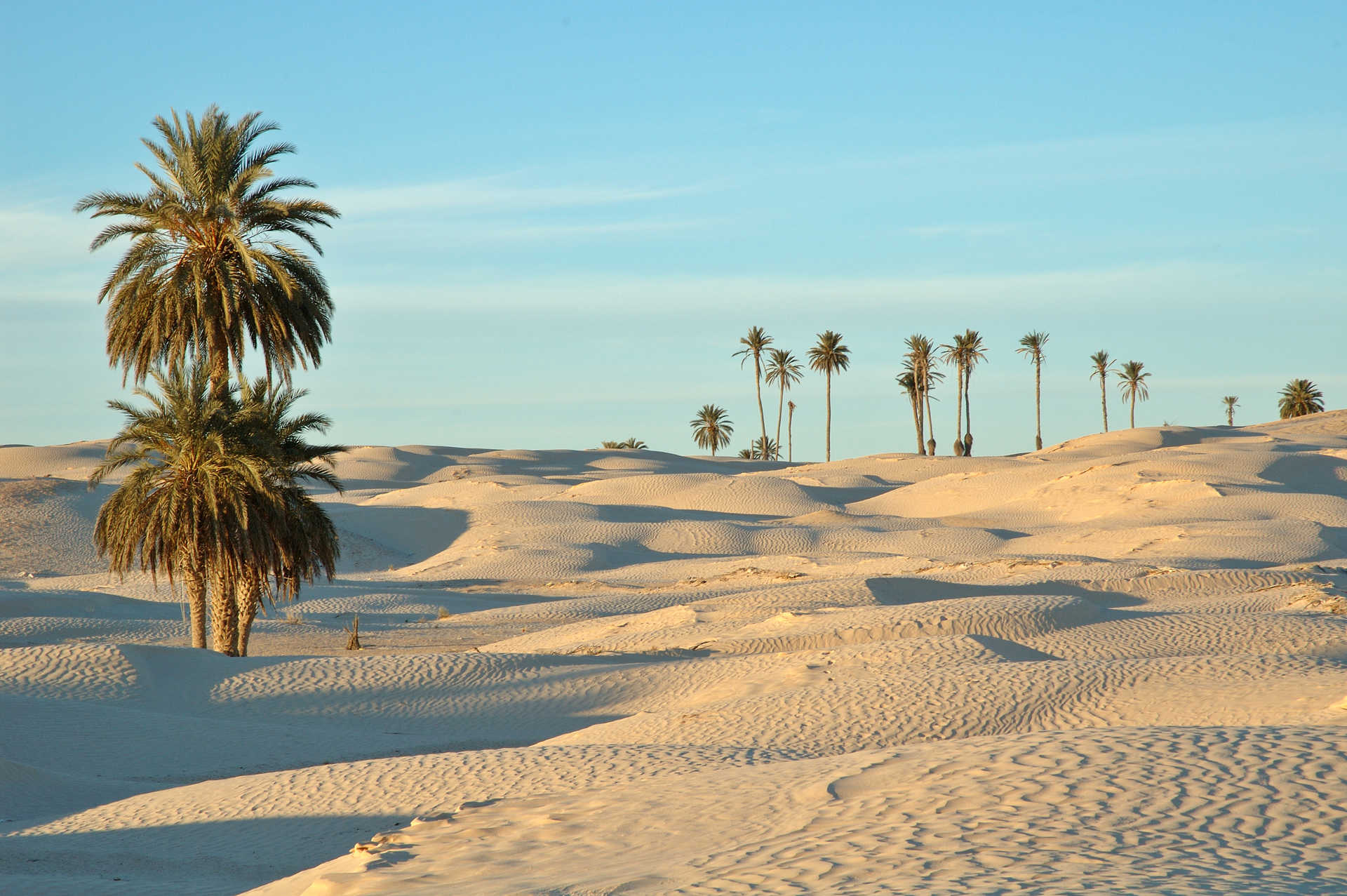 Désert de Douz en Tunisie avec du sable blanc et des palmiers