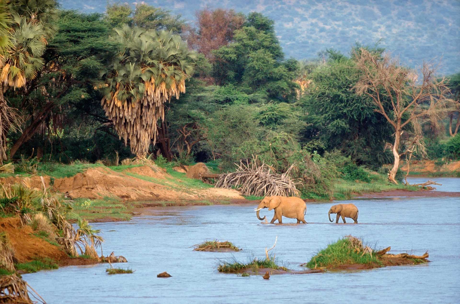 éléphant et son enfant au bord d'une rivière en Zambie