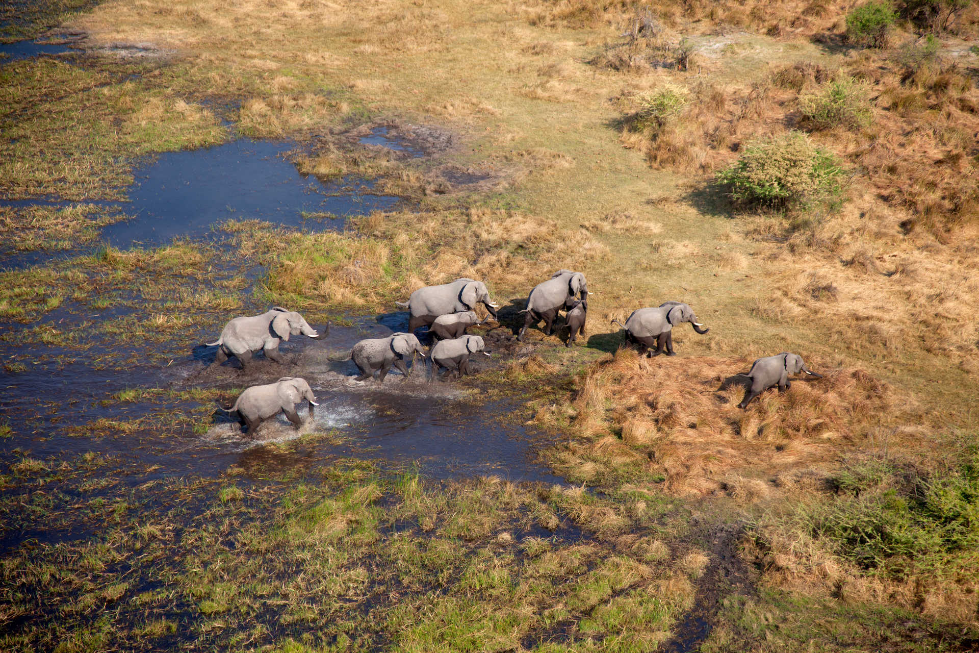 Éléphants au delta de l'Okavango vus du ciel © Piccinetti Gaston Éléphants au delta de l'Okavango vus du ciel