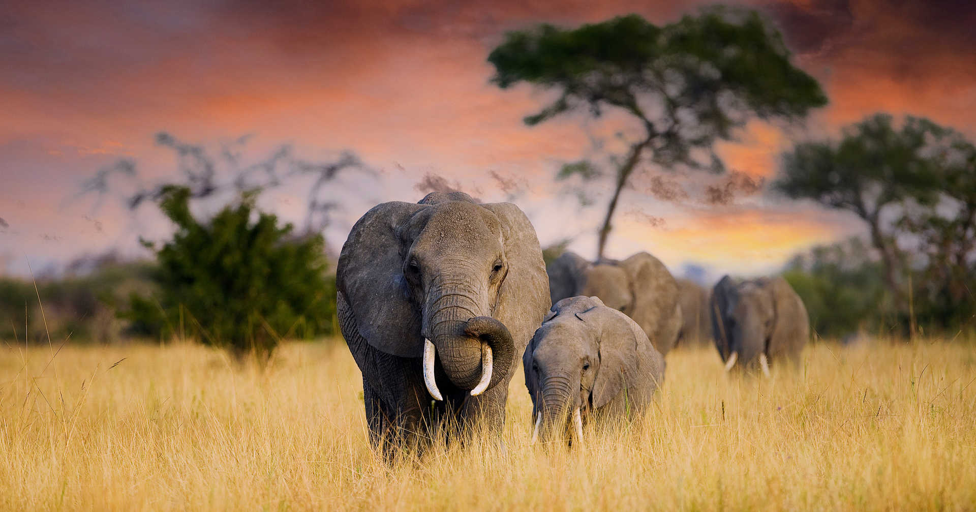 Elephants dans le parc national de Tarangire en Tanzanie