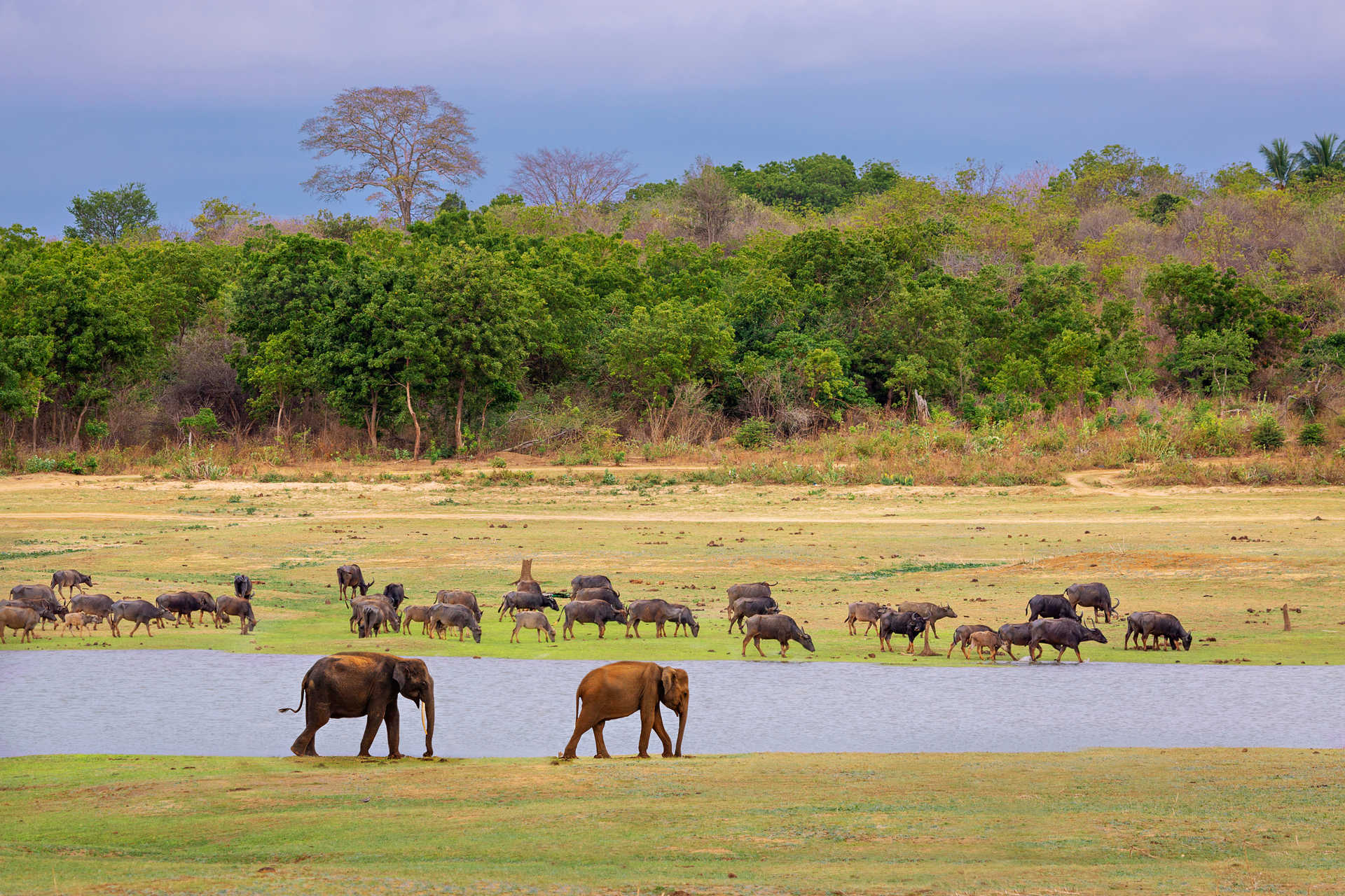 Elephants et buffalo, parc national de Uda Walawe, Sri Lanka © Adobe Stock Elephants et buffalo dans le parc national de Uda Walawe au Sri Lanka