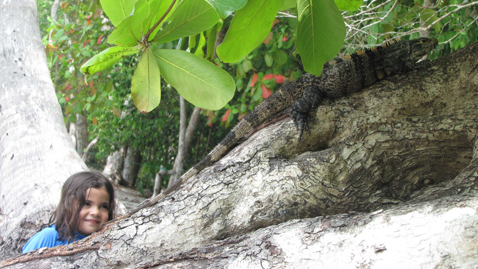 Enfant regardant un Iguane sur un arbre