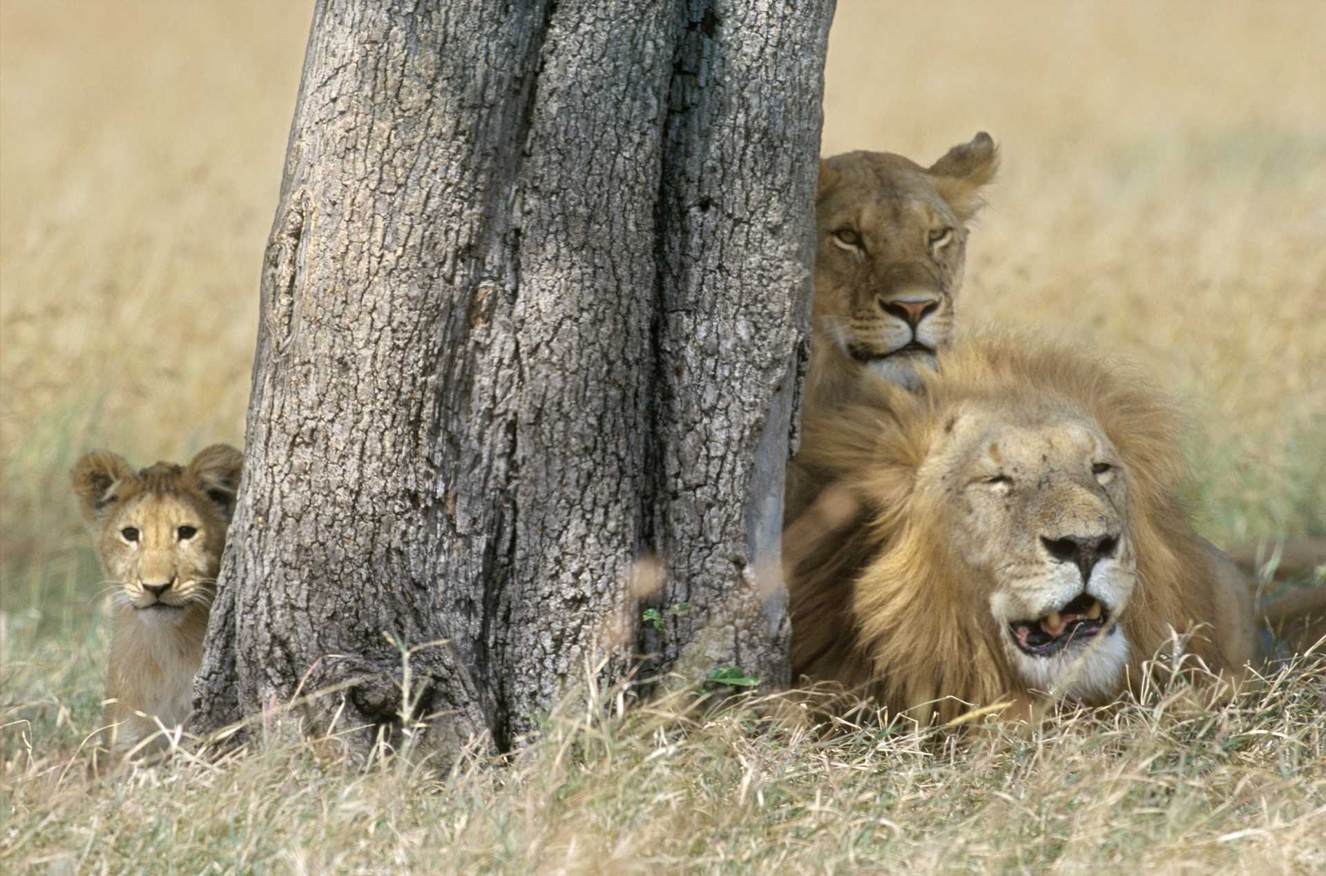 Famille de lions derrière un arbre en Tanzanie