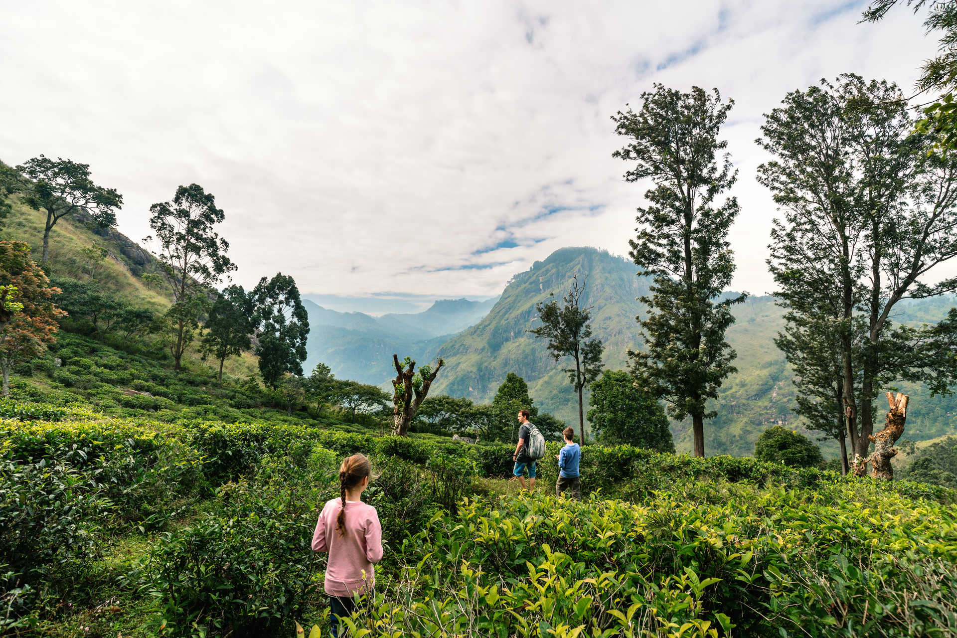 Famille en randonnée dans les champs de thé au Sri Lanka