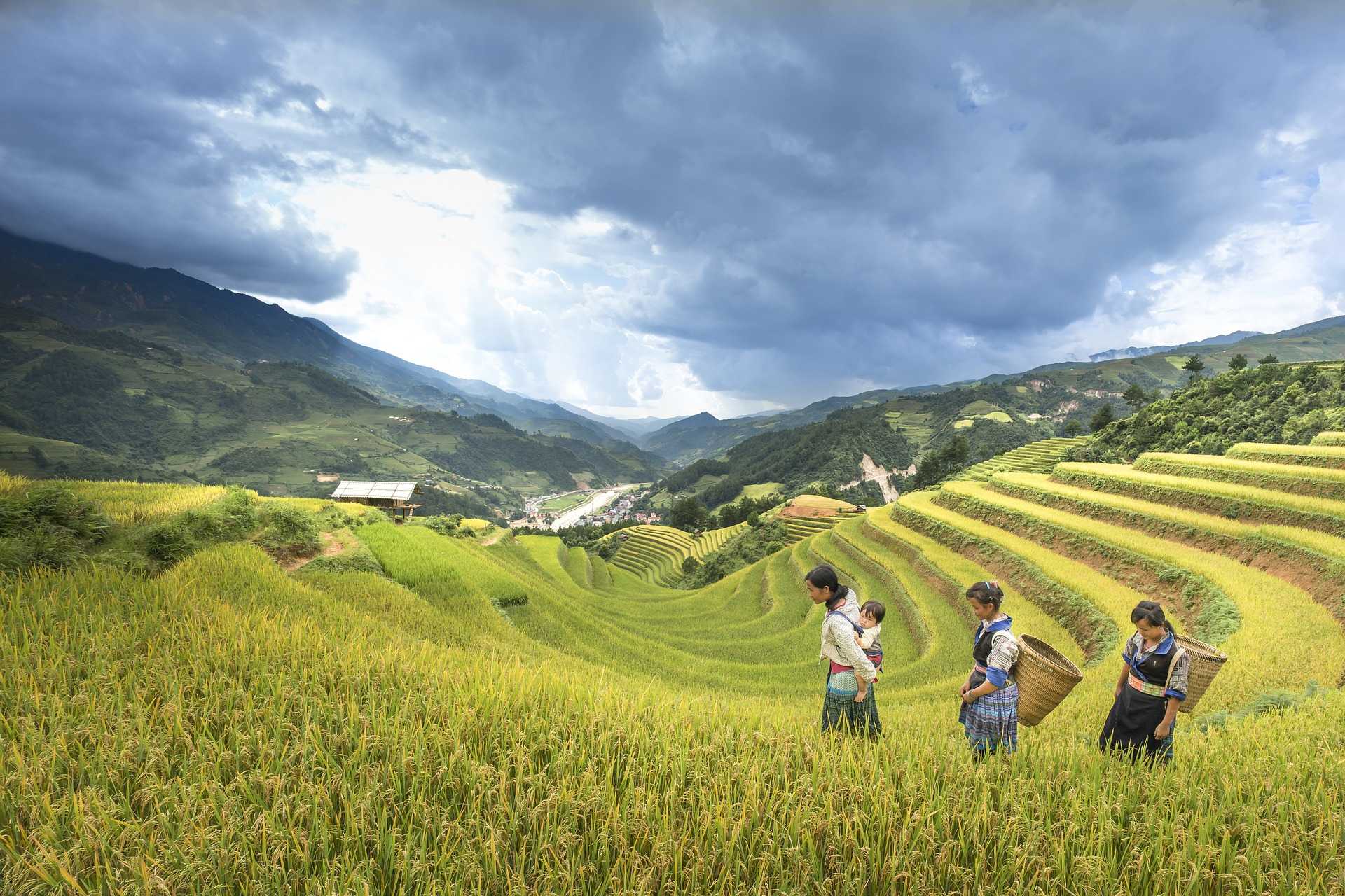 Femmes des minorités dans les rizières à Sapa au Vietnam