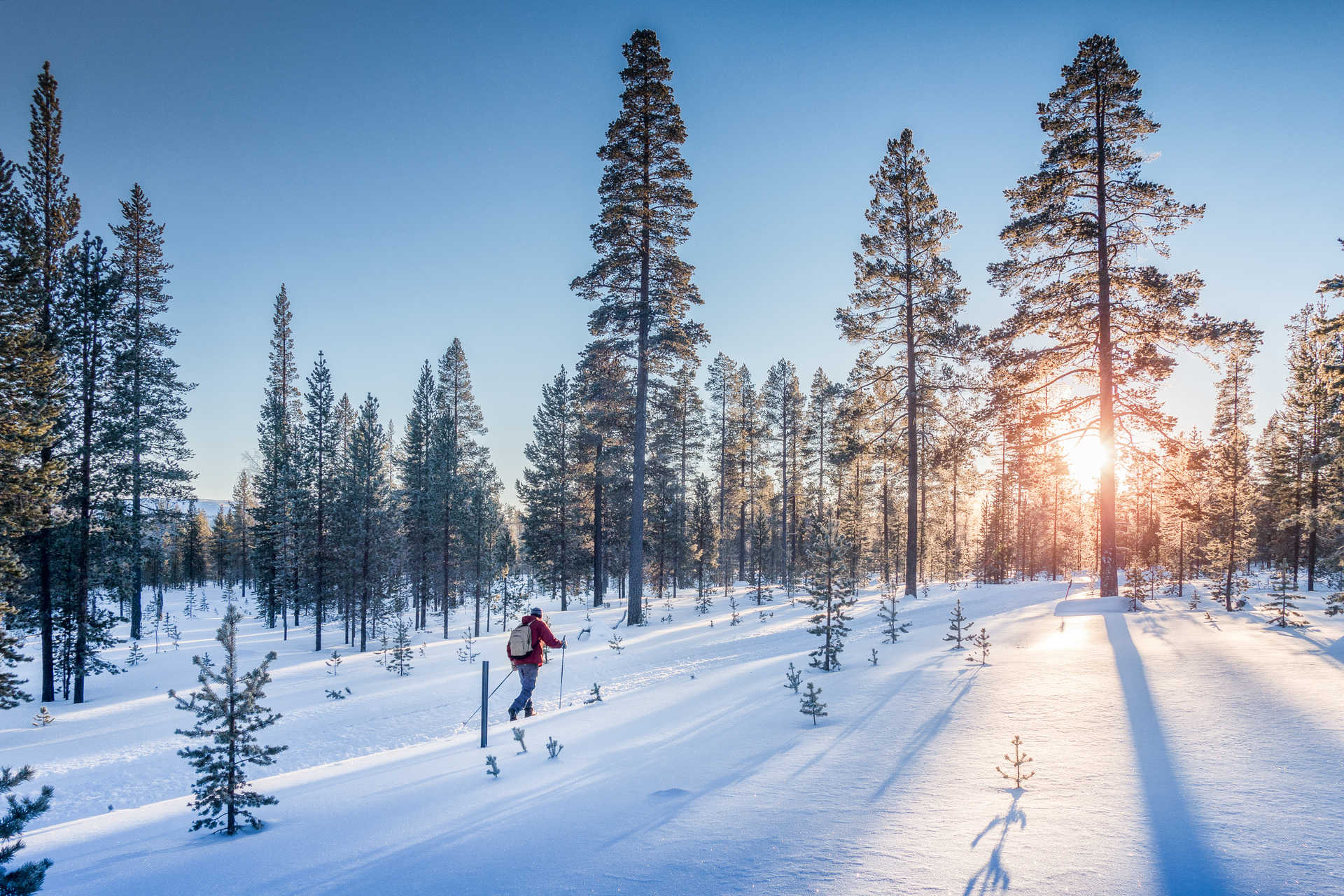 Finlande ski de fond forêt © Adobe Stock Finlande ski de fond forêt