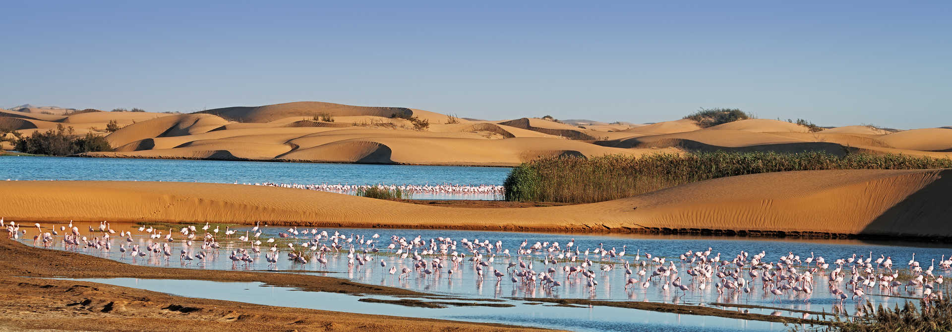 Flamants roses dans un lagon à Pelican Point à Walvis Bay en Namibie