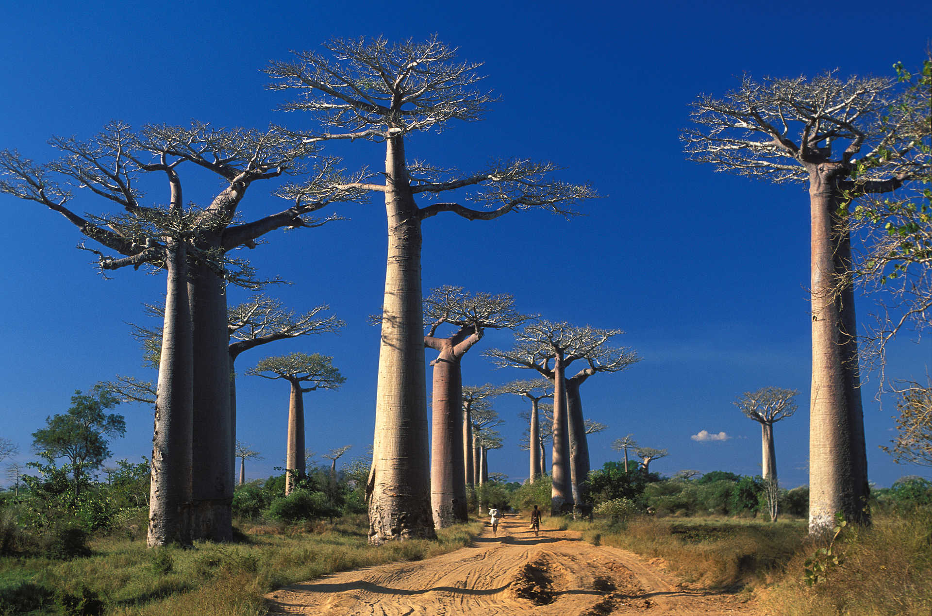 Forêt de baobabs à Madagascar © M. GOUNOT Forêt de baobabs à Madagascar