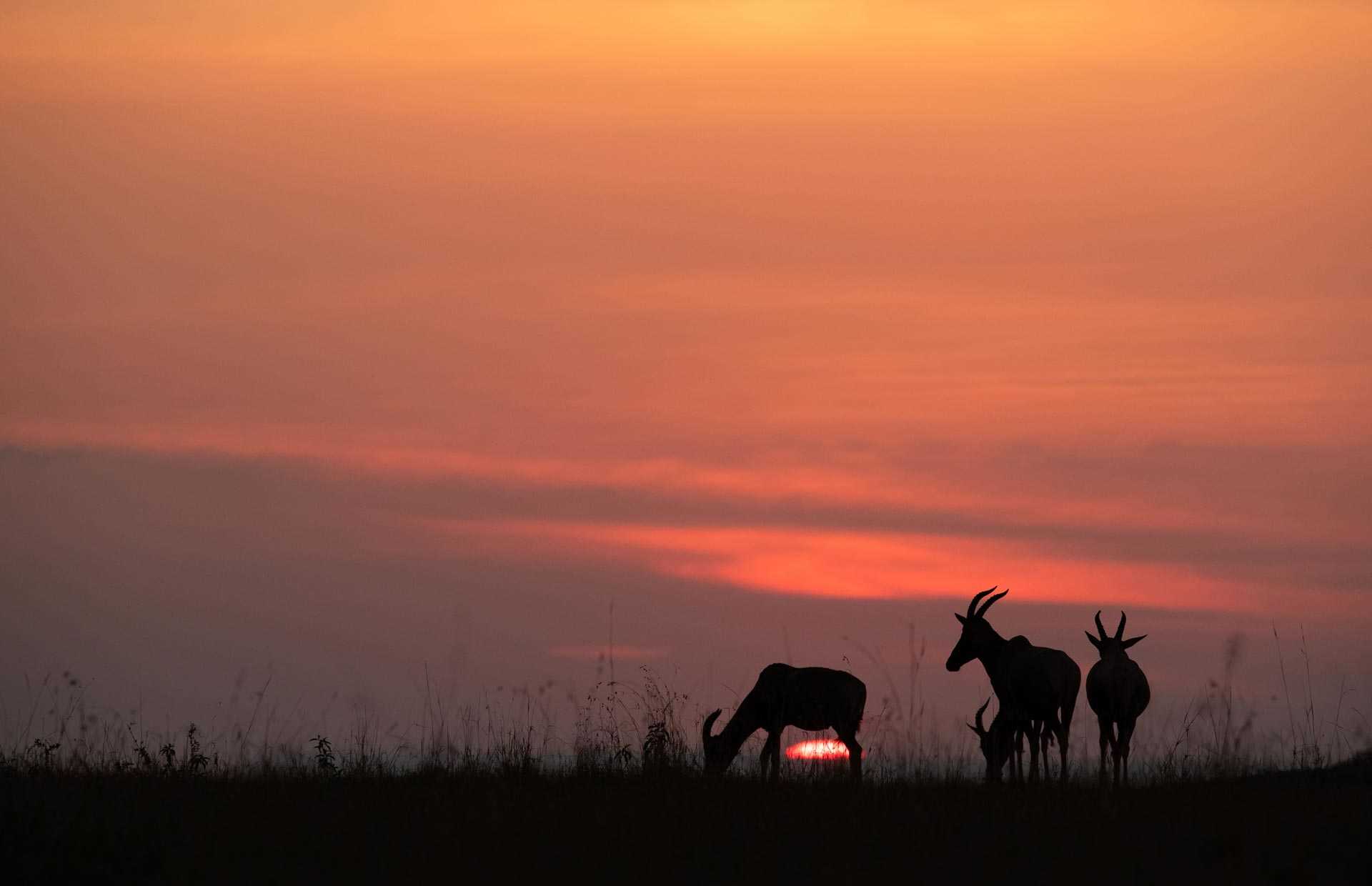 Gazelles au coucher du soleil dans le parc du masai mara, au Kenya