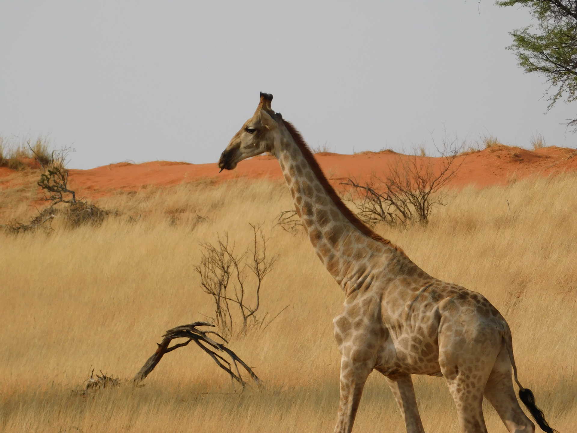 Girafe dans le désert de Kalahari en Namibie