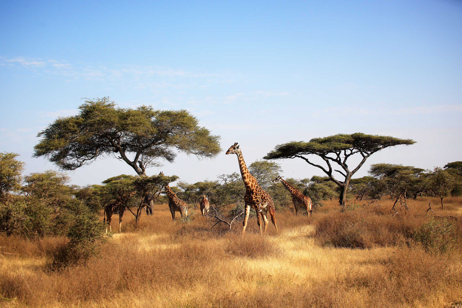 Girafe dans le parc du Serengeti en Tanzanie