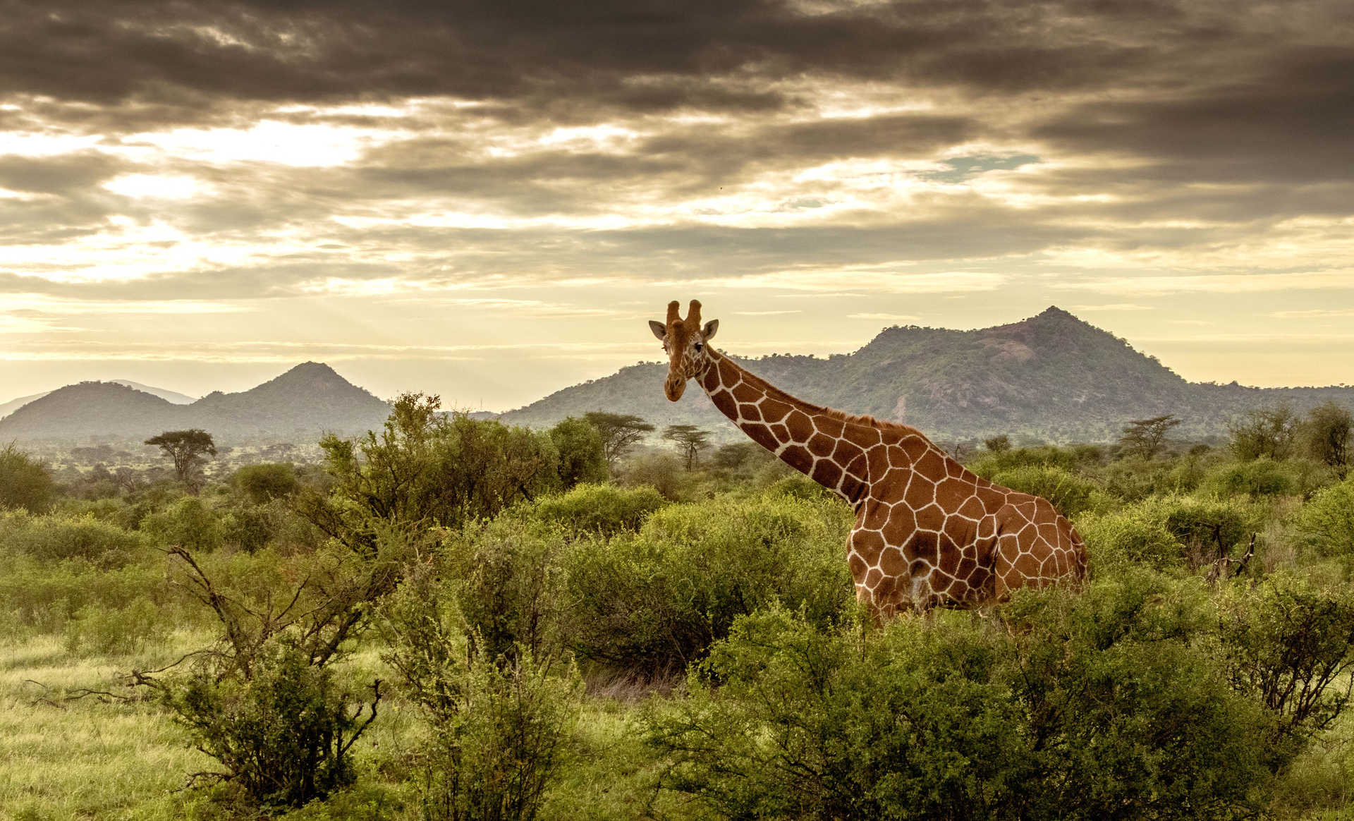 Girafes au Kenya