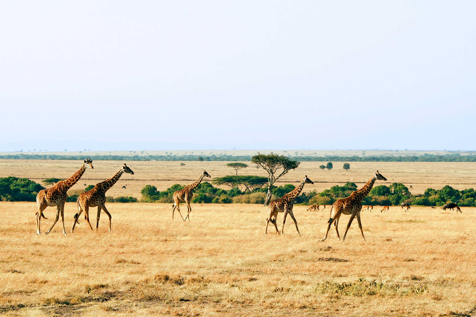 Girafes dans le Masai Mara en Afrique Kenya