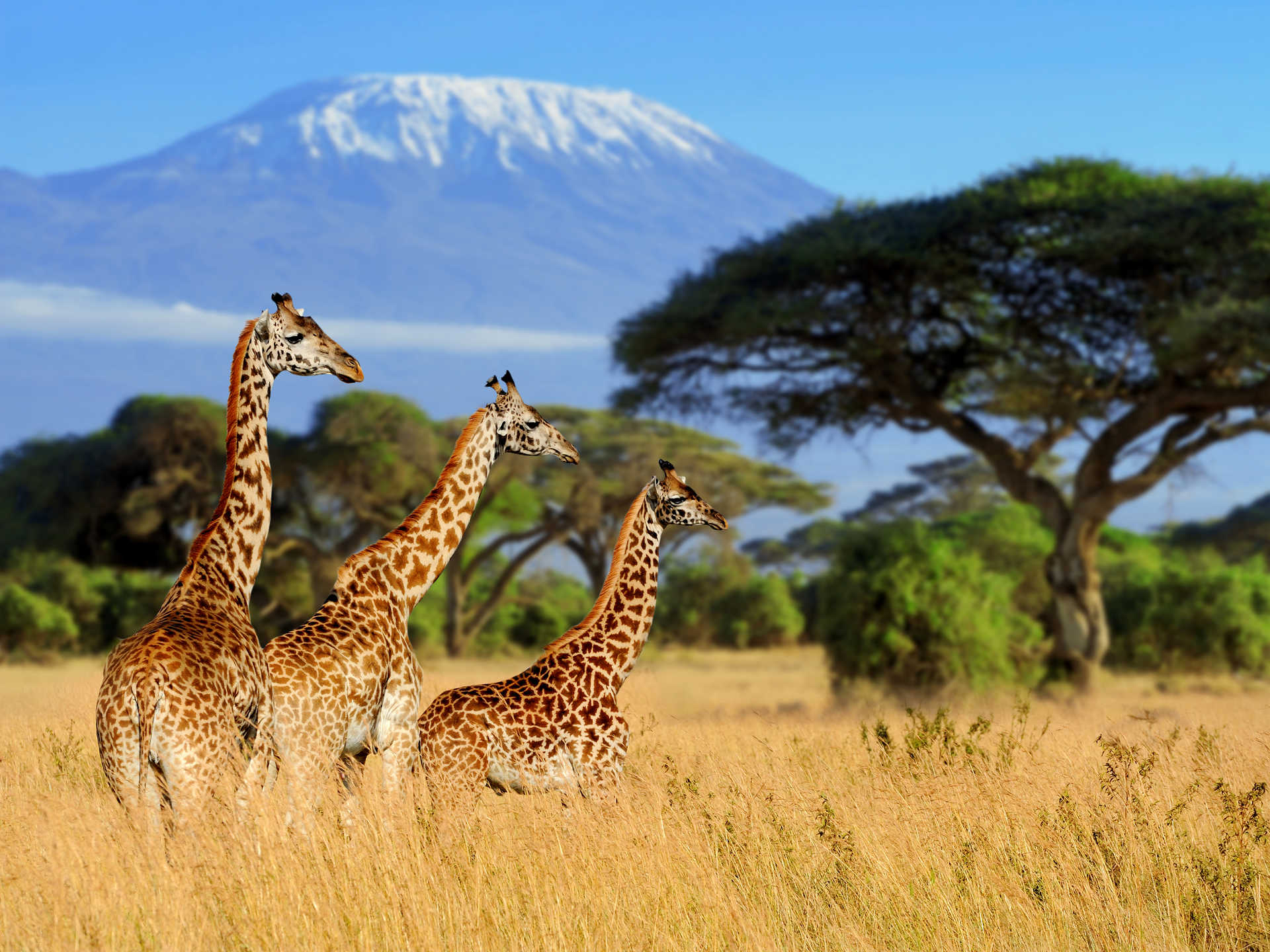 Girafes devant le Kilimandjaro