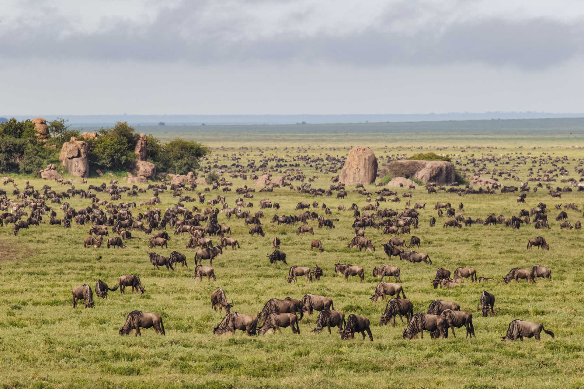 Gnous dans le Parc national de Serengeti en Tanzanie © Adobe Stock Gnous dans le Parc national de Serengeti lors de la Grande Migration en Tanzanie