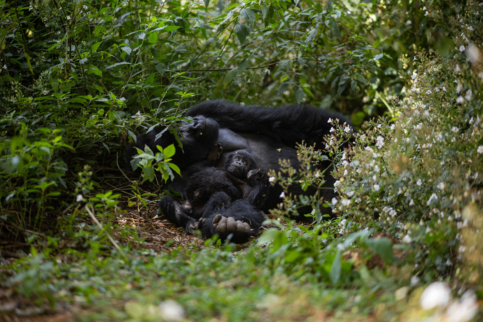 Gorille et son bébé dans la forêt de Bwidi en Ouganda