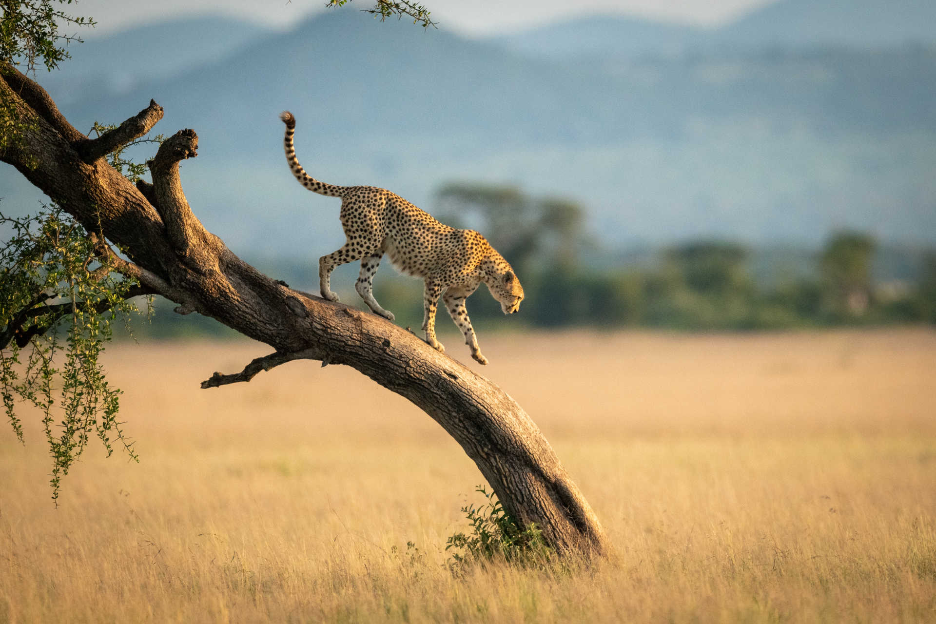 Guépard sur son acacia dans le Serengeti Tanzanie
