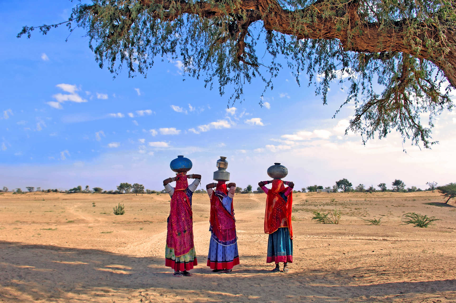 Inde, désert de Thar près de Jaisalmer  femmes transportant de l'eau