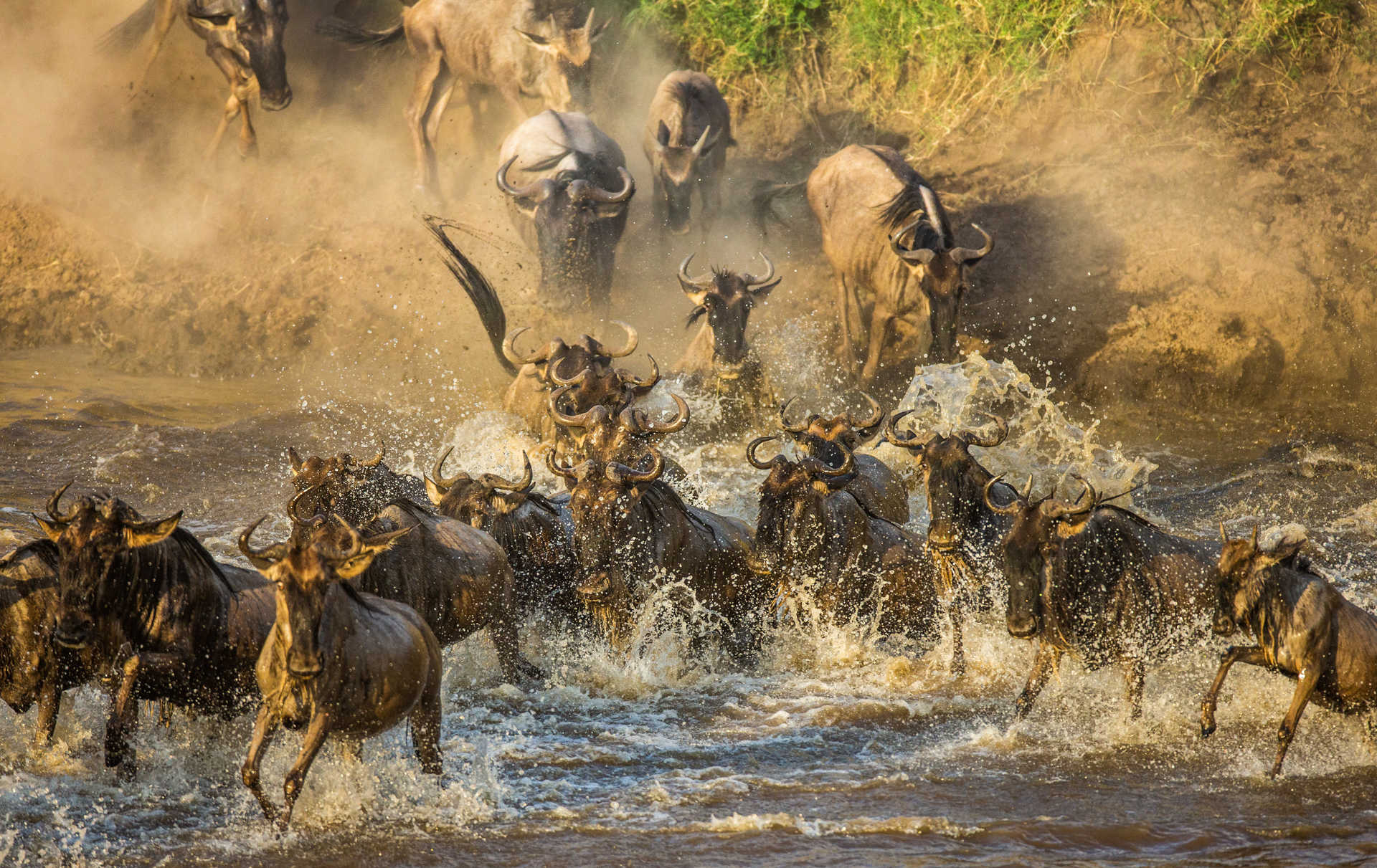 La fameuse traversée de la Rivière Mara par les gnous entre Tanzanie et Kenya