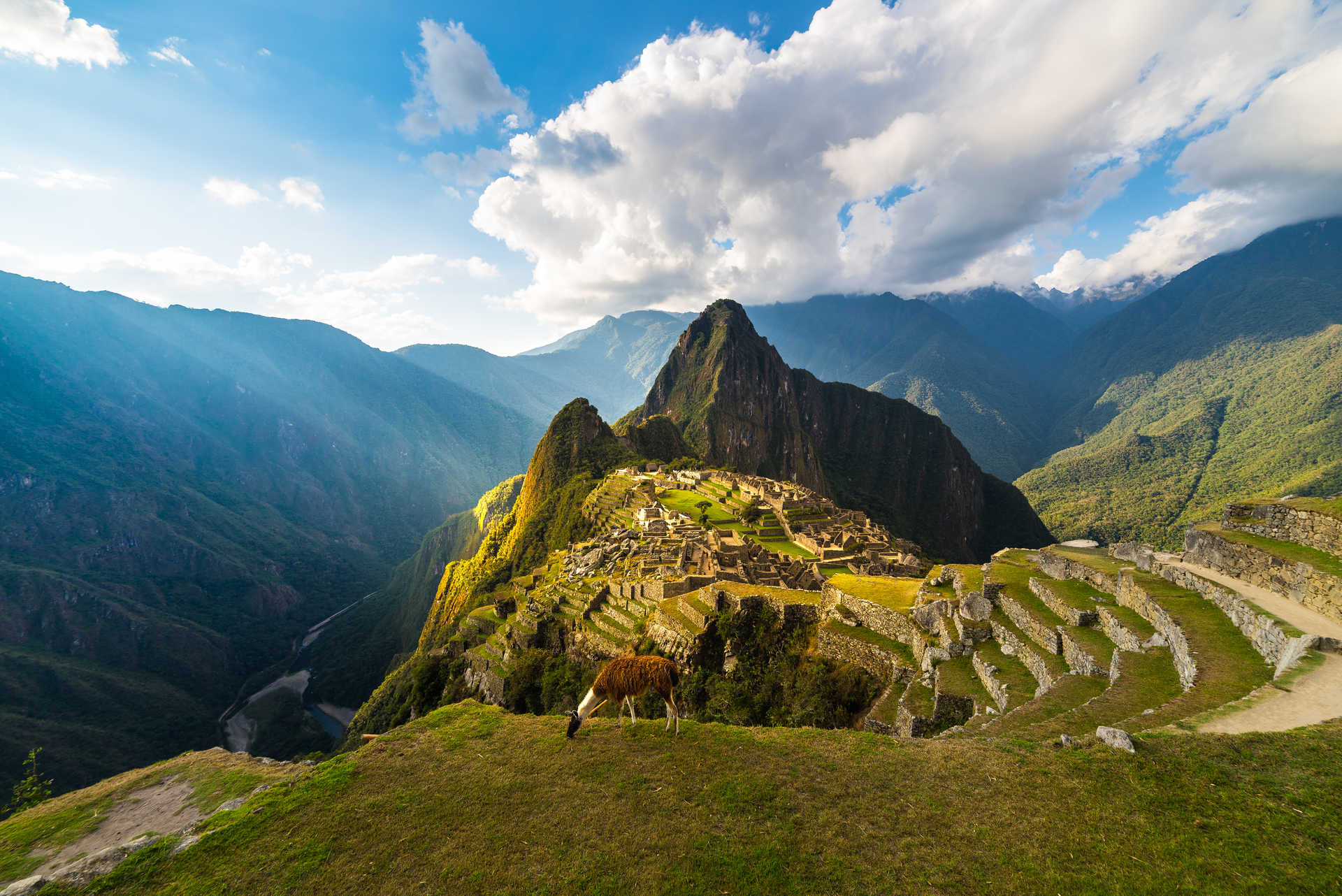 Lama sur le Machu Picchu au coucher de soleil dans la région de Cusco au Pérou