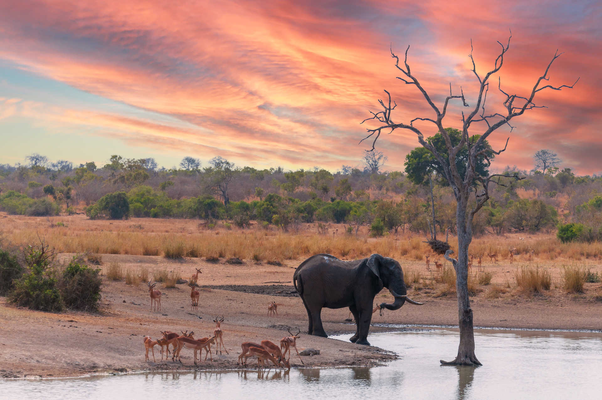 L'éléphant et un troupeau d'impalas se rassemblent au coucher du soleil autour d'une mare d'eau  Kenya