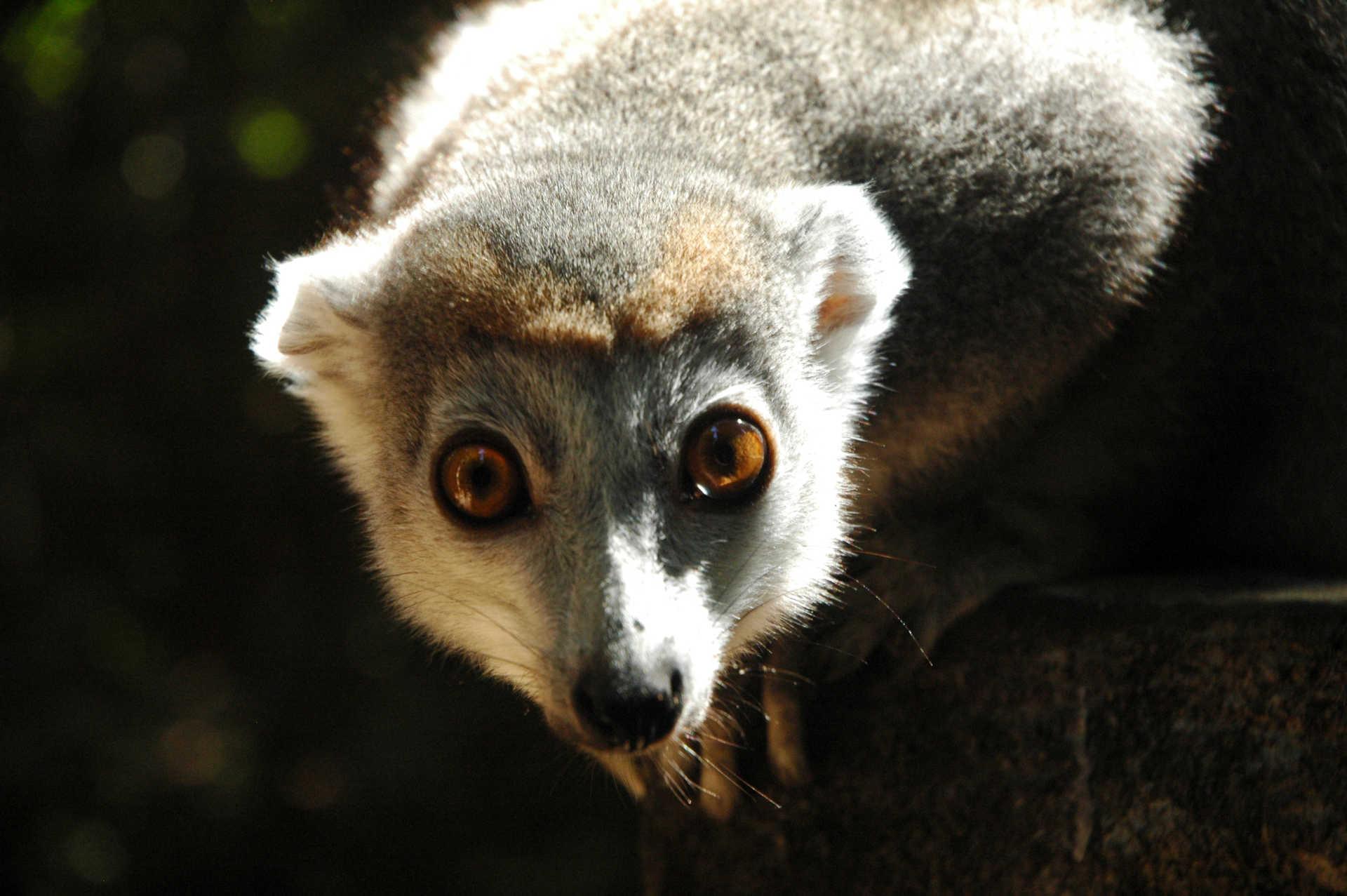 Lémurien au Nord de Madagascar © Jammet Mélanie Lémurien au Nord de Madagascar