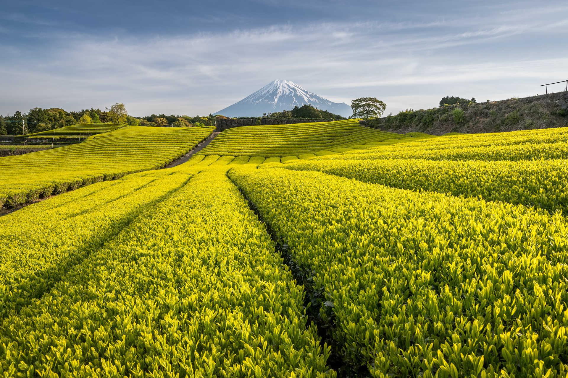 Les paysages des terres Shizuoka avec la vue sur le Mont Fuji
