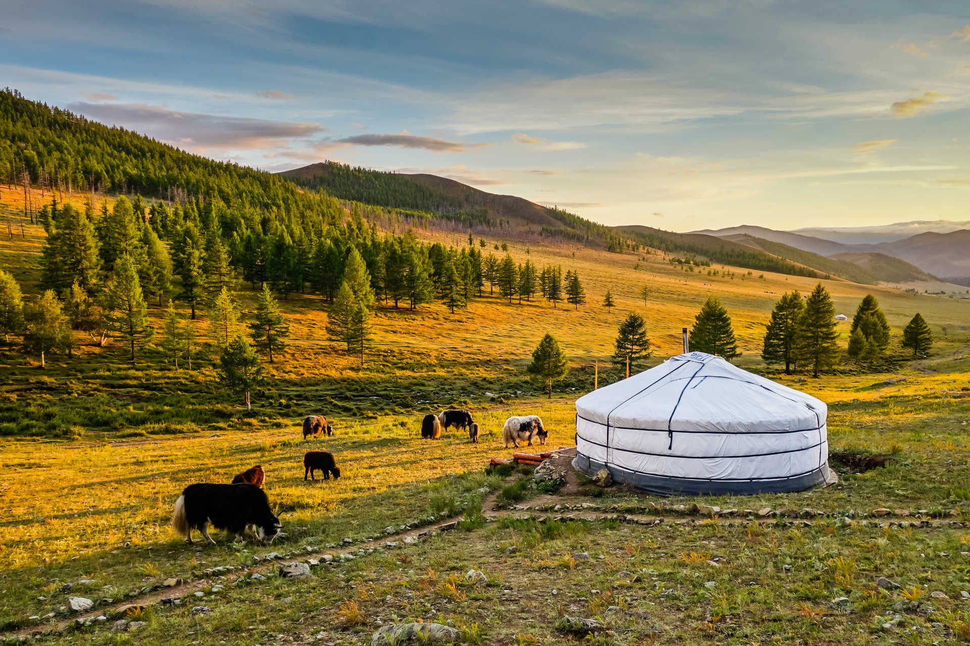 Lever de soleil sur une vallée en Mongolie avec une yourte et un troupeau