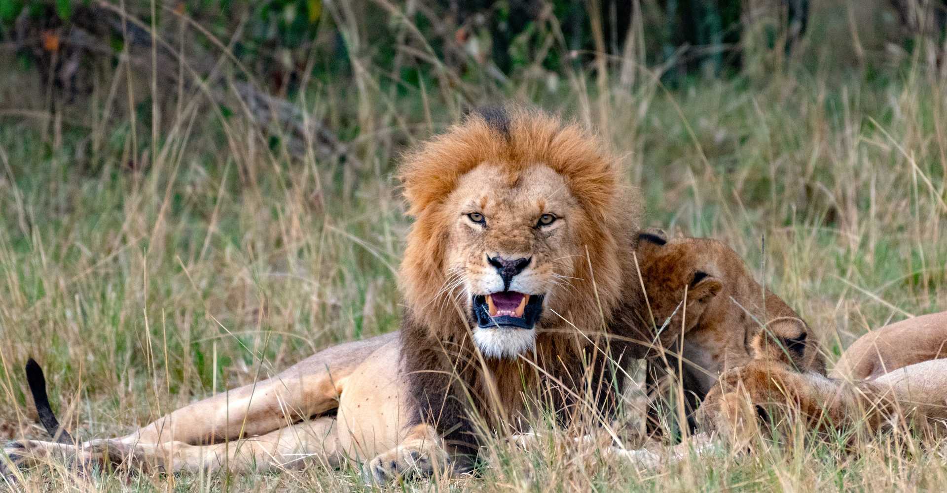 Lion dans le Masai Mara, Kenya