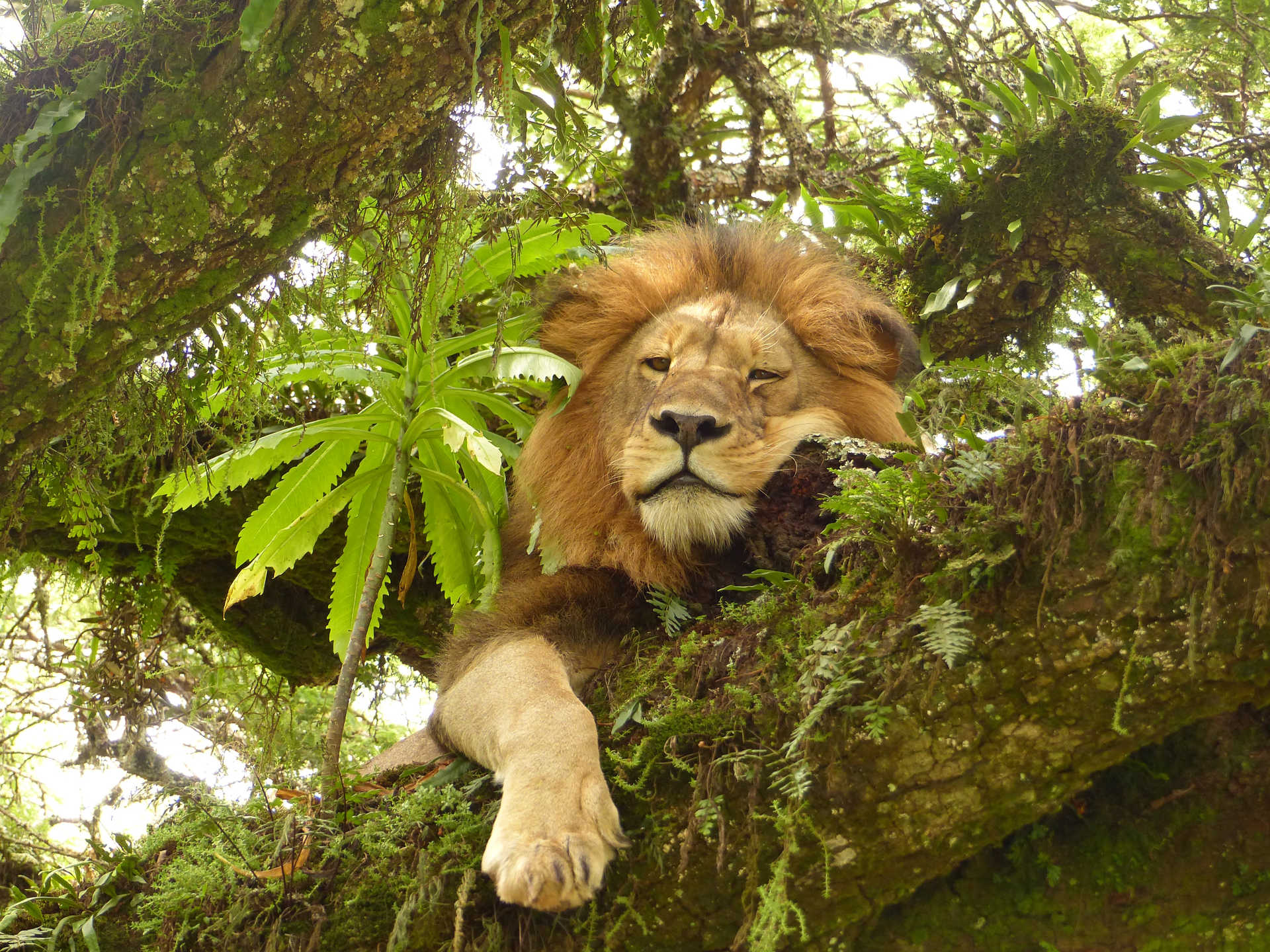 Lion flegmatique sur son arbre dans le Ngorongoro Tanzanie