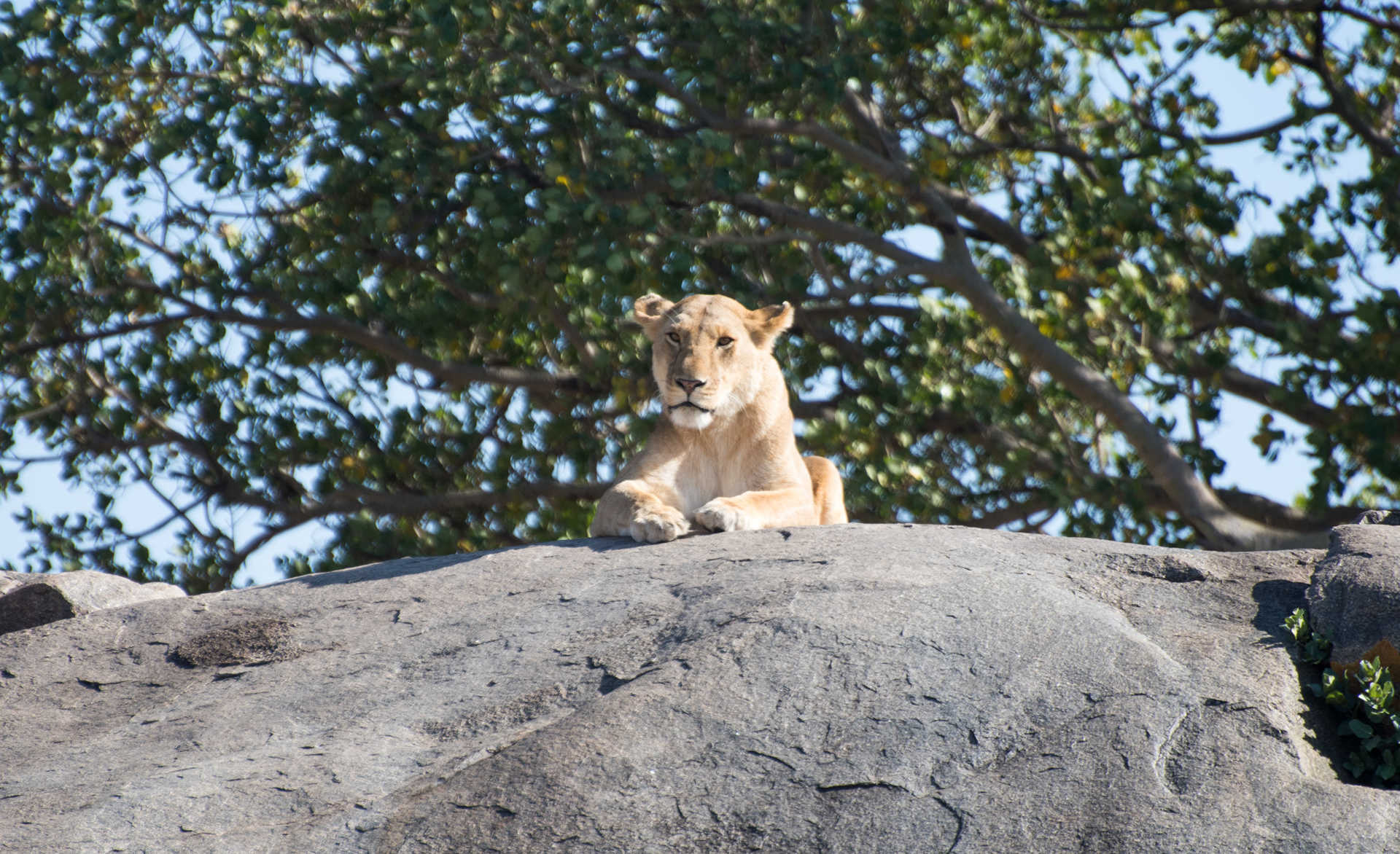 Lion sur un rocher du Serengeti
