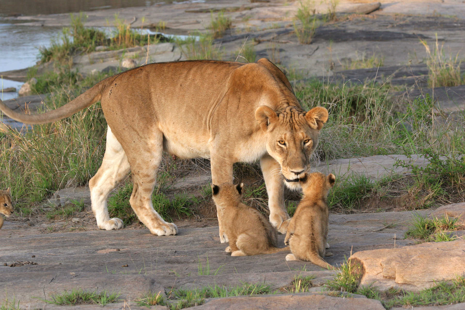 Tanzanie, parc du Ngorongoro, safari, lionceaux