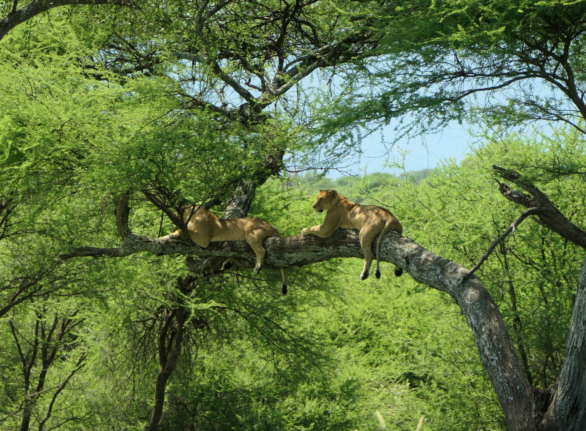 Lionnes dans les arbres dans un parc tanzanien Tanzanie