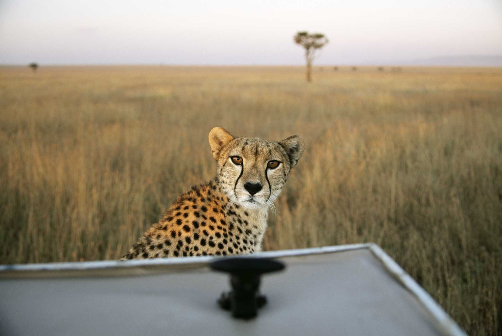 Magnifique guépard dans la plaine du Serengeti - © J.M. COULANDEAU Magnifique guépard dans la plaine du Serengeti