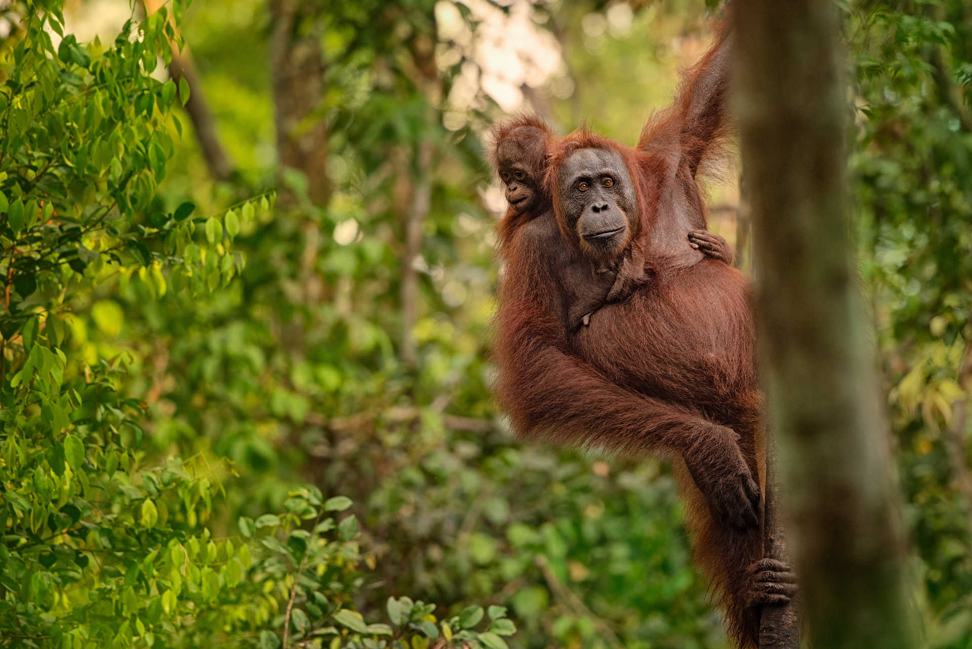 Maman orang outang et son enfants suspendu à un arbre dans la jungle de Sumatra en Indonésie