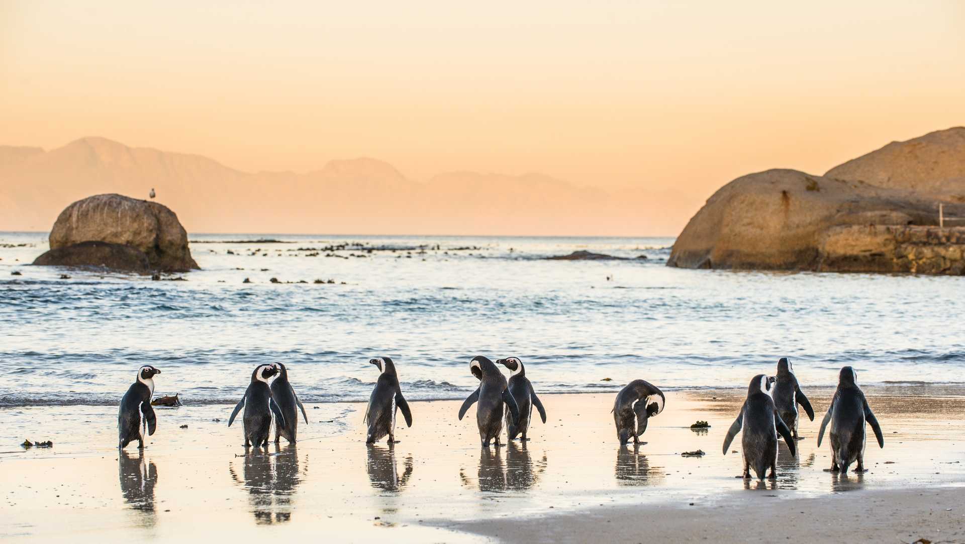 Manchots à Boulders Beach en Afrique du Sud