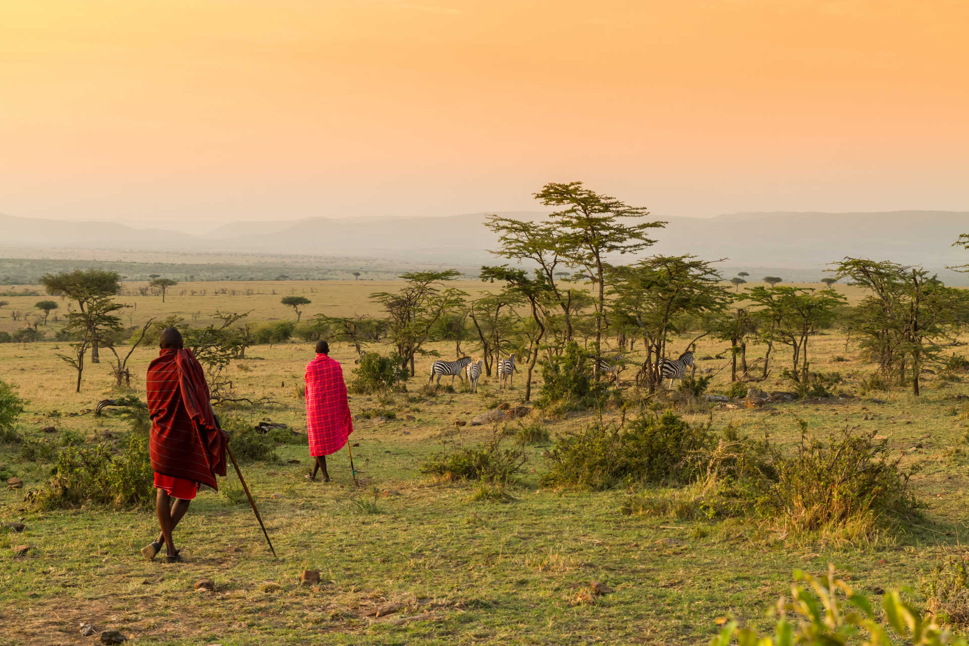 Masaïs devant un troupeau de zèbres au Kenya