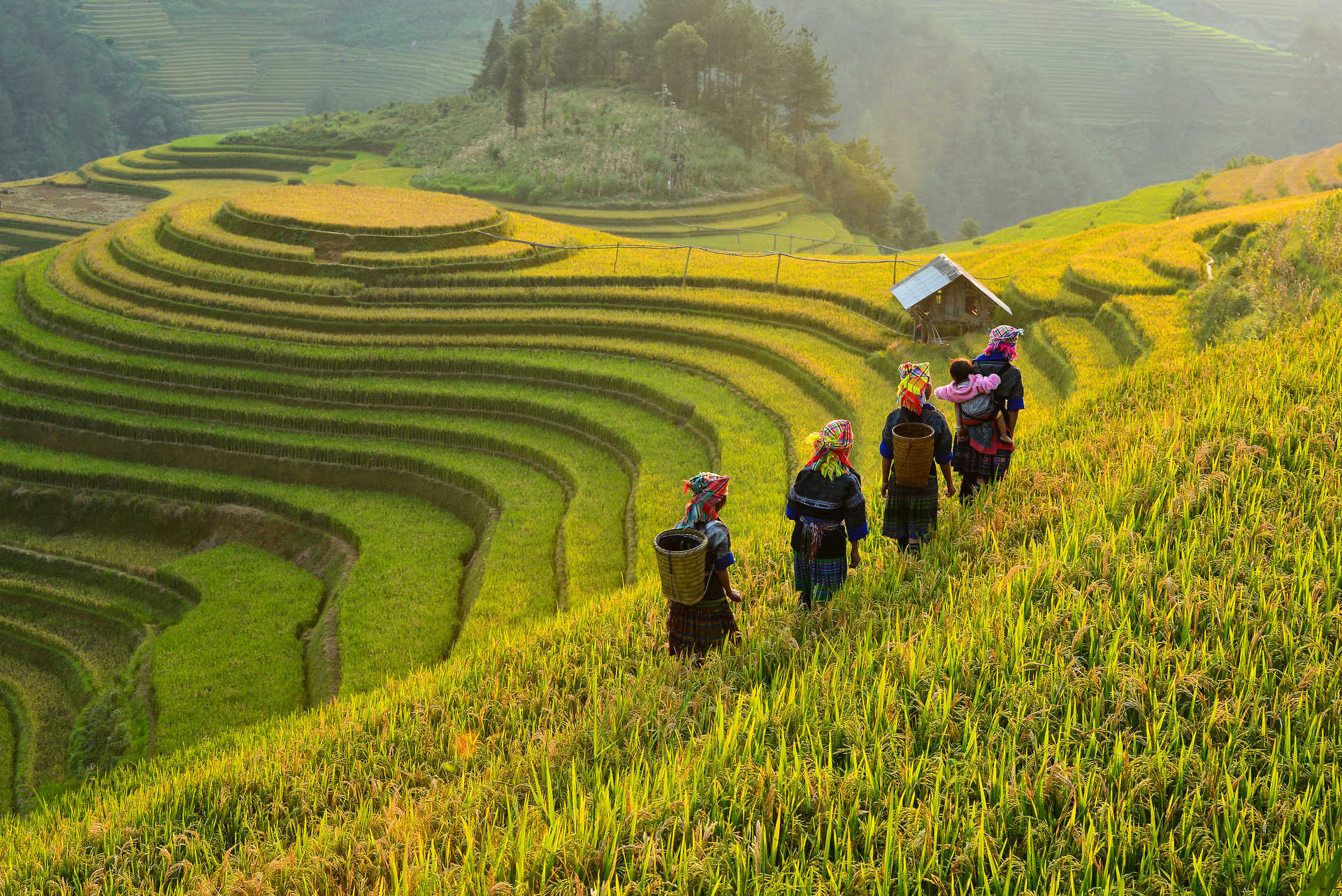 Minorités ethniques dans les rizières du Nord Vietnam
